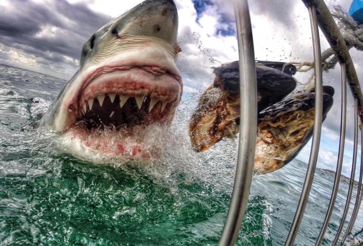 渔民误捕大鲨鱼,江苏渔民误捕3吨重鲸鲨