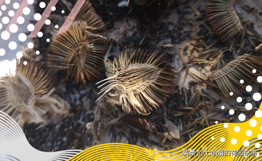 冬季北方可以露地过冬的宿根花卉,北方耐寒的花卉有哪些室内品种