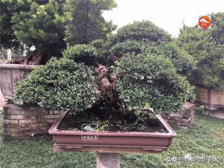 中华蚊母盆景造型,中华蚊母盆景价格