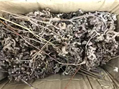 应酬之前吃解酒药有用吗,春节期间喝什么解酒药