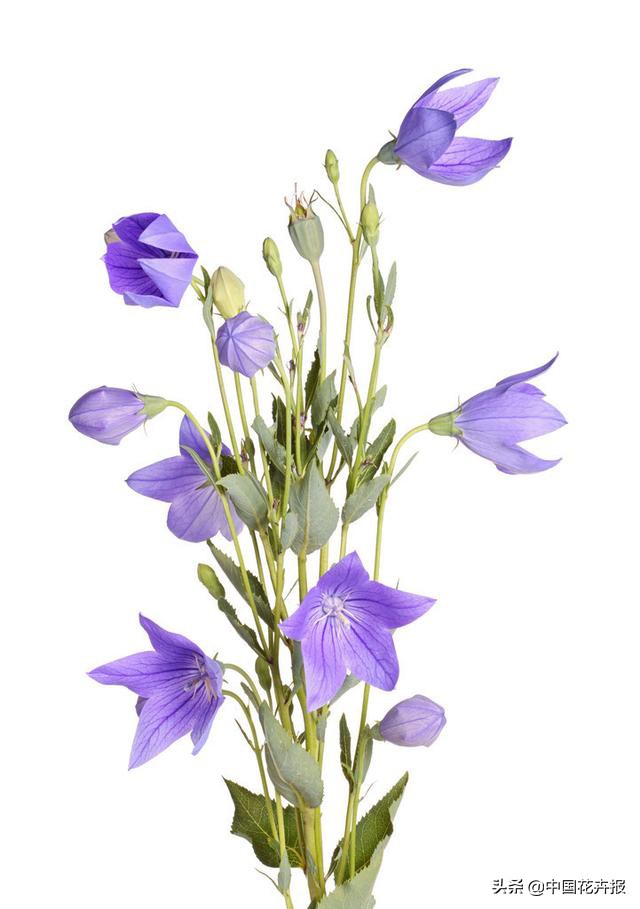 又到了吃桔梗、赏桔梗的好时节，你准备好了吗？