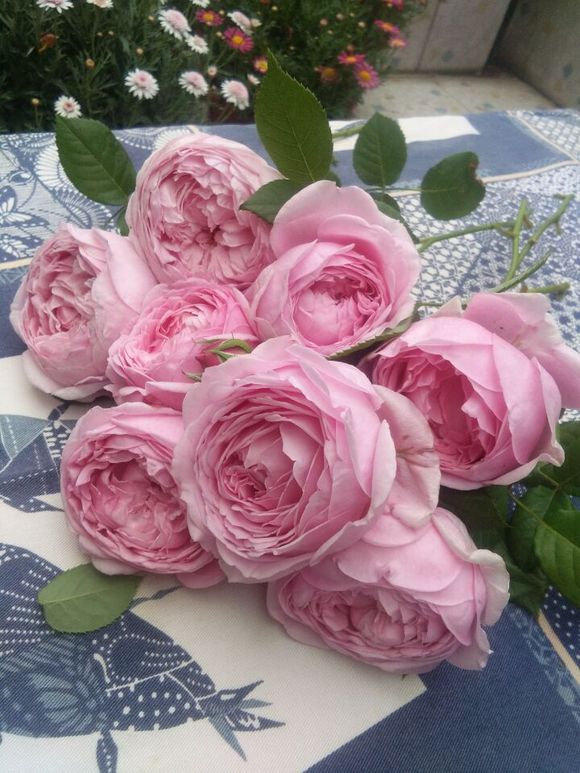 庭院小型藤本月季推荐,适合阴面阳台的3款藤本月季