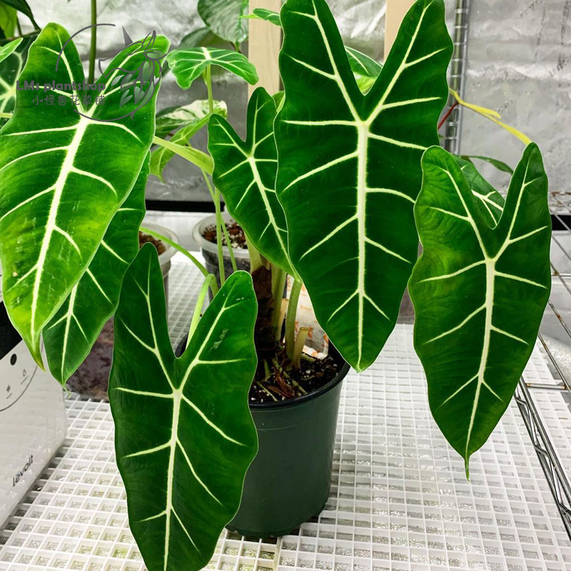 好养的盆栽花卉大全,人养花花