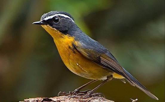 东江揽胜,惠州淡水常见鸟类图谱