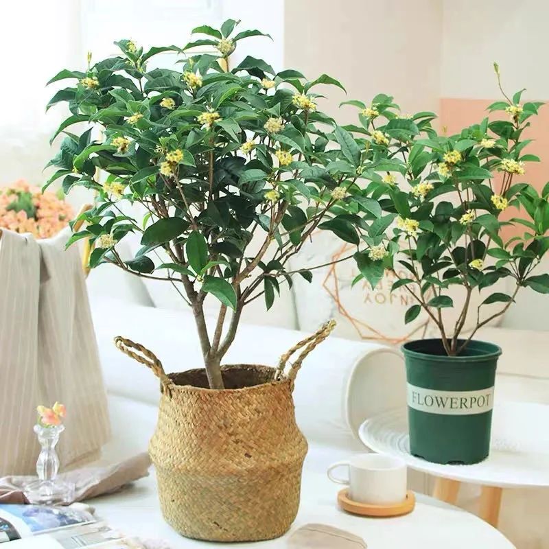 养花人最值得养的十二种花，一种花一种风华，你家养了几种？