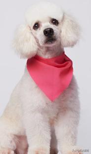 贵宾犬什么颜色最贵,贵宾犬有几种颜色