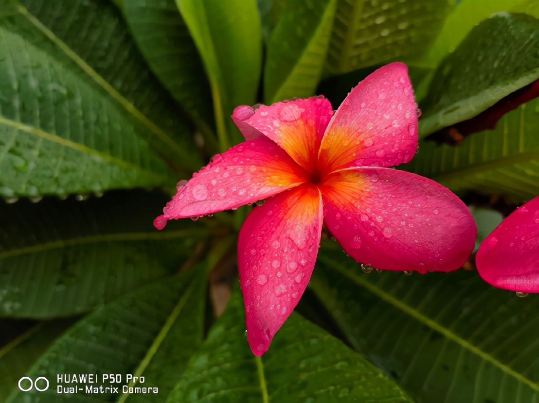 华为p50pro拍照很一般,华为p50pro和mate40哪个好