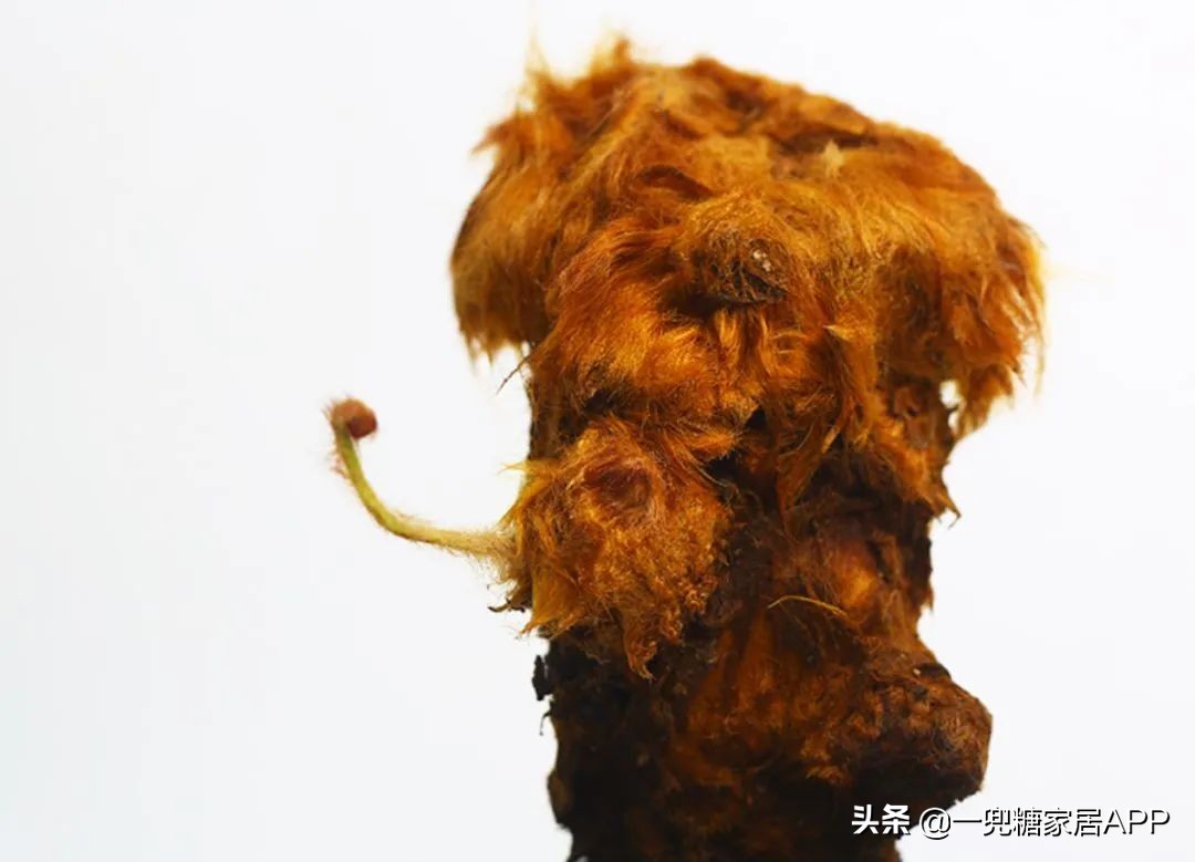 春天花会开|这20家植物淘宝店，植物杀手看了也想买！