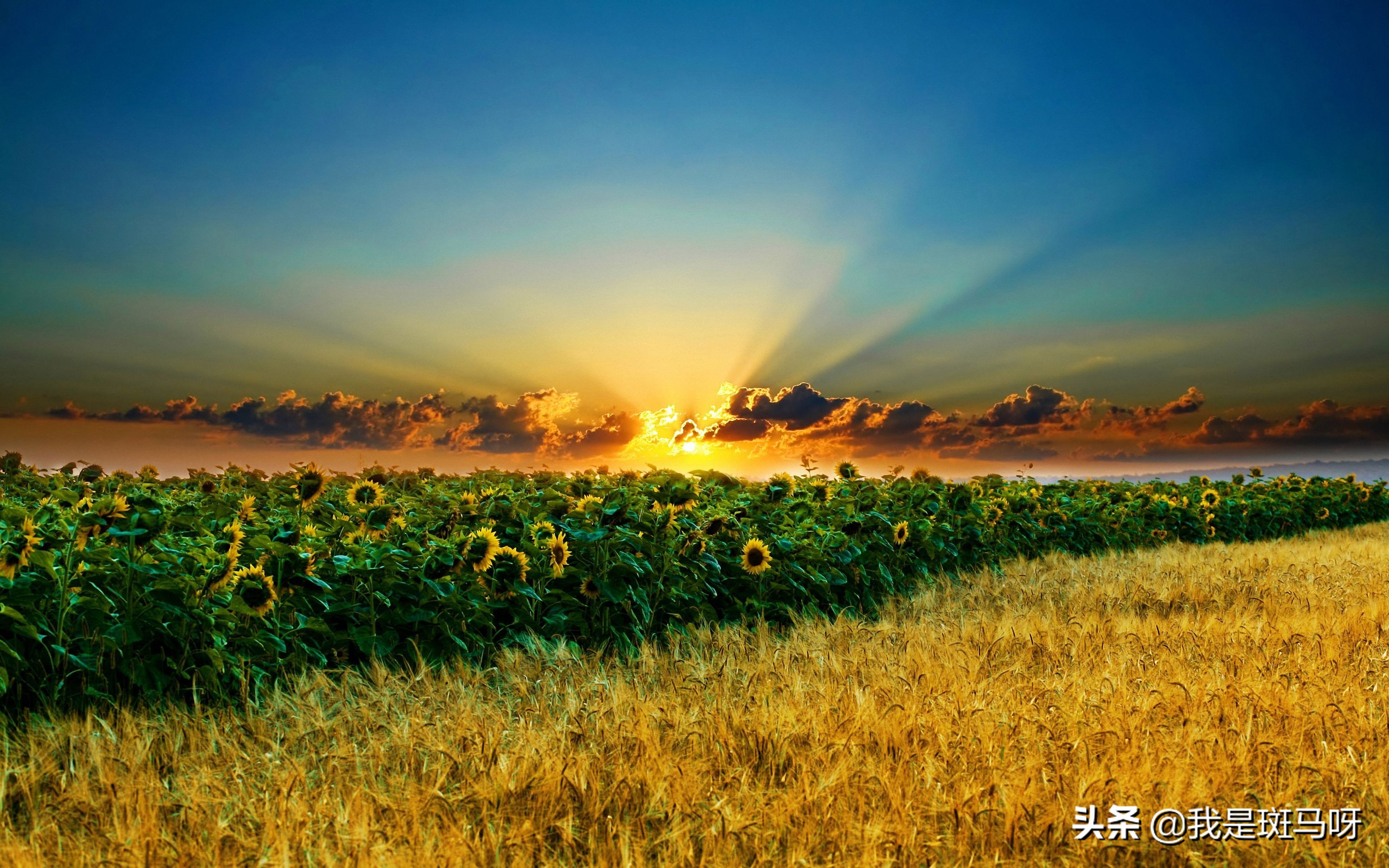 高考状元的励志故事大全简短,高考状元的事迹作文