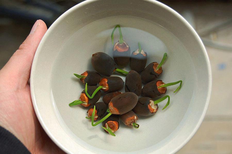 碗莲为什么不开花怎样养才能开花,碗莲怎么养才能开花又快又多