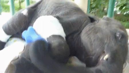 云南小象顽皮,小象宝宝为什么这么淘气