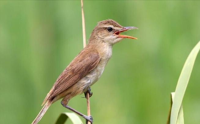 东江揽胜,惠州淡水常见鸟类图谱