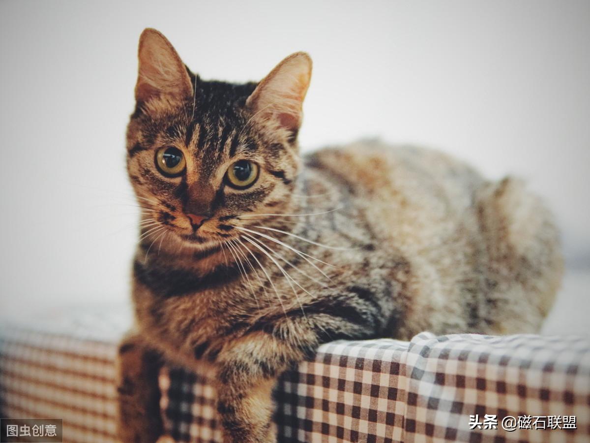 猫咪知识科普养猫攻略,新手养猫需要教些猫咪什么