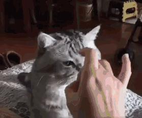 被猫抓伤的伤口痒什么原因,被猫抓伤出血伤口肿了很痒