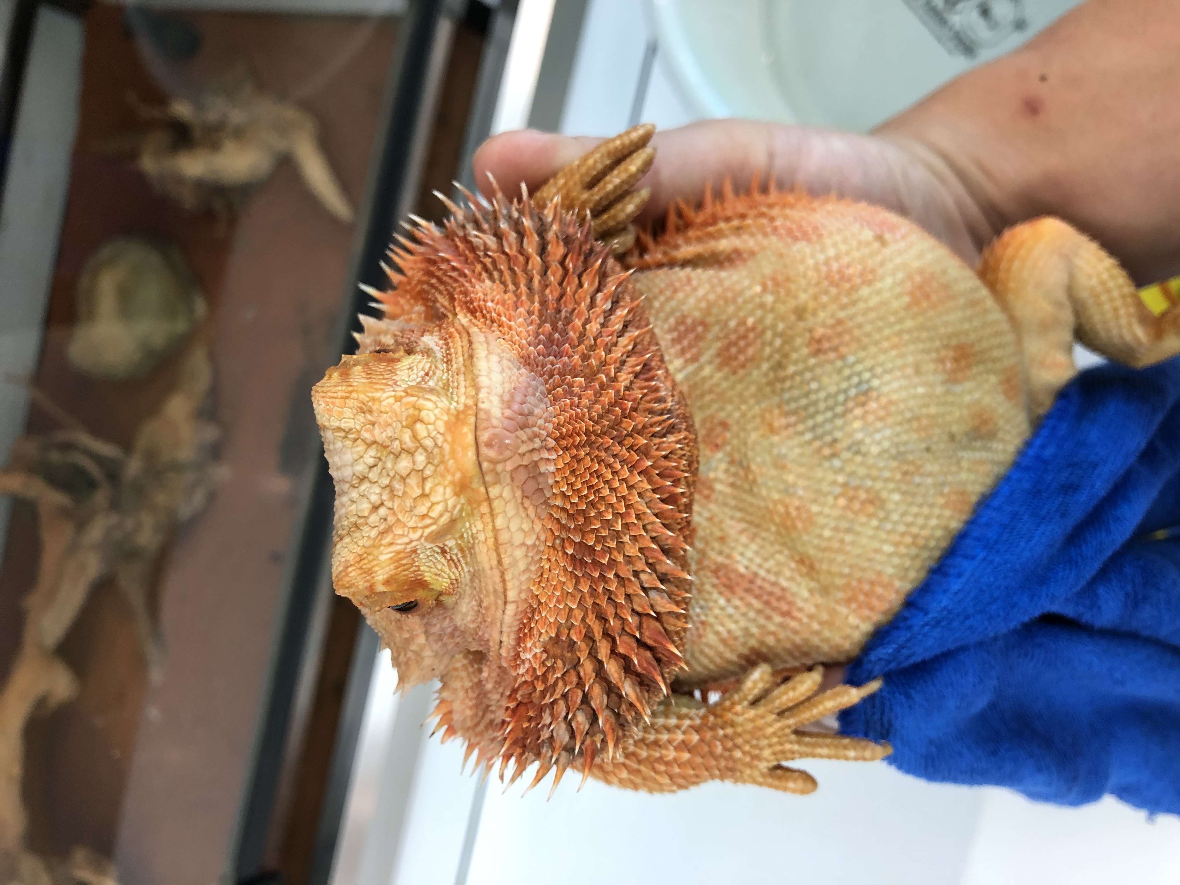 鬃狮蜥饲养箱用什么材料,鬃狮蜥新手入门饲养指南