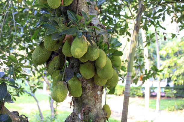 菠萝蜜种植致富项目,菠萝蜜快速种植方法
