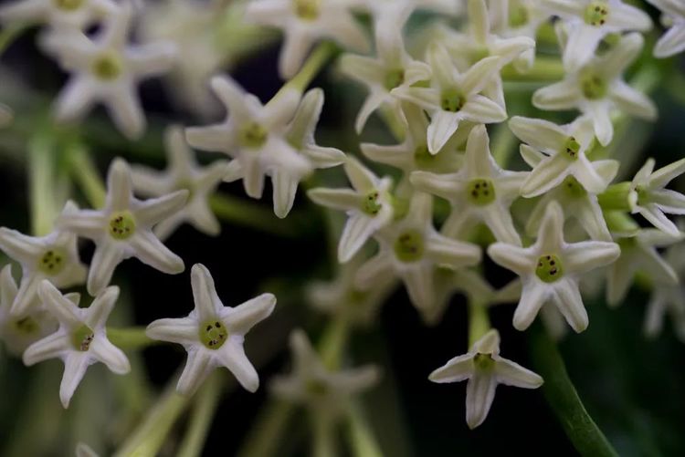 你家喜欢养的这种花居然有毒？不要放室内，更不要让小孩接触