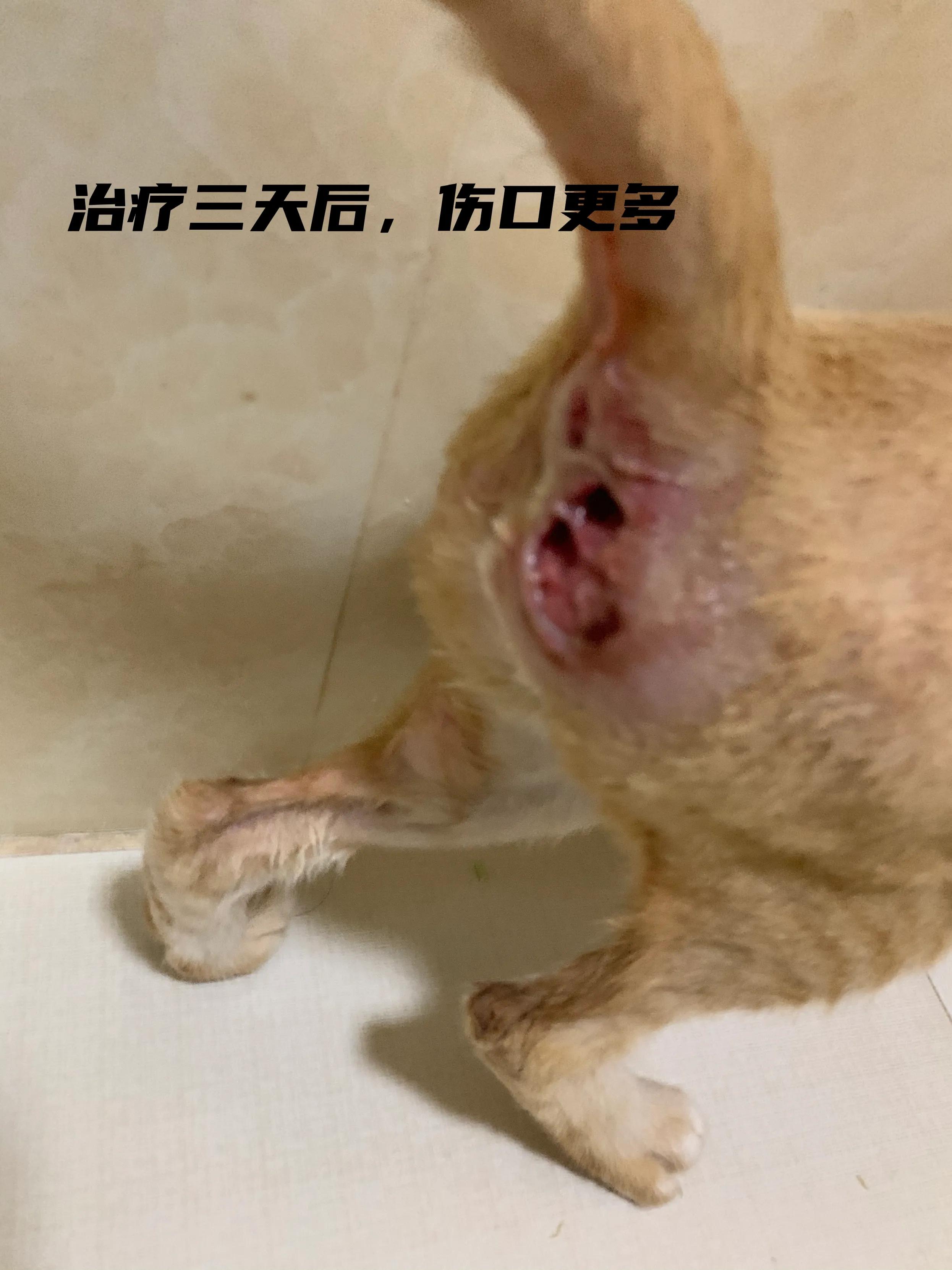 猫脓肿的治疗方案,猫咪肛门腺溃烂反复发作怎么治疗