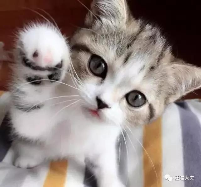 猫不听话该怎么养,养猫可以不打针吗