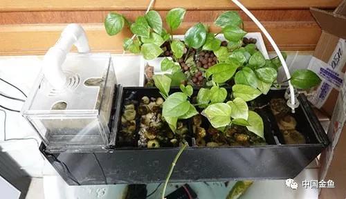 原来这么好用的养鱼装备,制作懒人养鱼必备神器