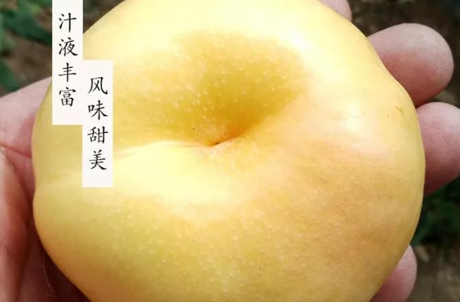 黄金蟠桃香甜美味脆甜多汁,脆甜爽口的黄金大蟠桃