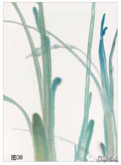 芭蕉叶画法教程,国画芭蕉画法视频