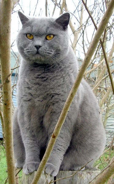 名贵猫咪的品种及图片大全,十大名贵猫咪品种排行榜