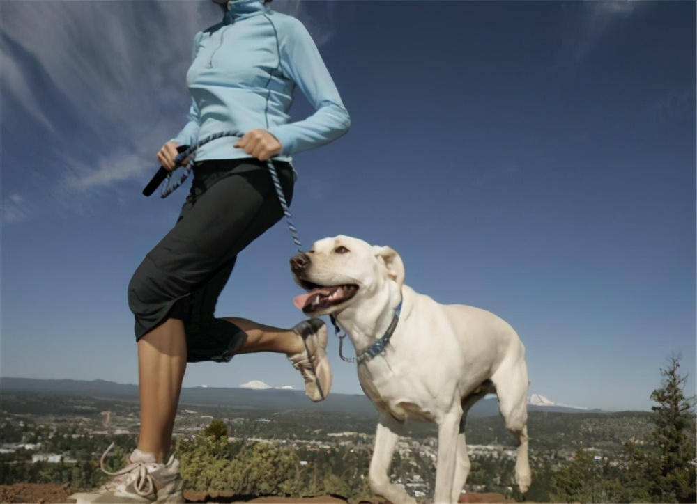 狗狗吃益生菌可以治疗便秘吗,狗狗为何总是拉稀
