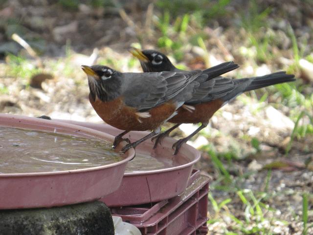 鸟类的产热结构,鸟类的结构特点有哪些