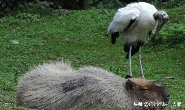 世界上十大很少见到的动物,世界上最受欢迎的动物排行榜