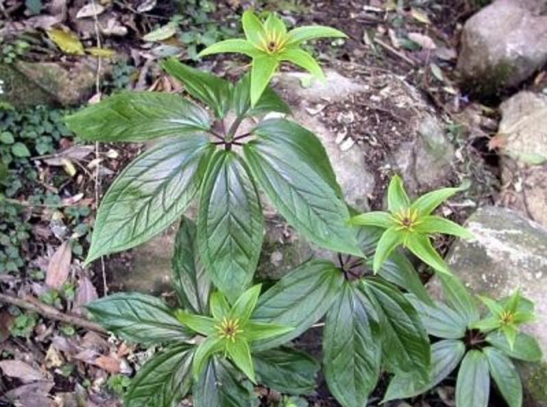 不起眼的1种野草,野草七叶一枝花图片
