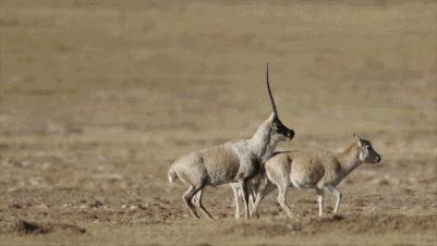 藏羚羊繁衍方式,藏羚羊求爱
