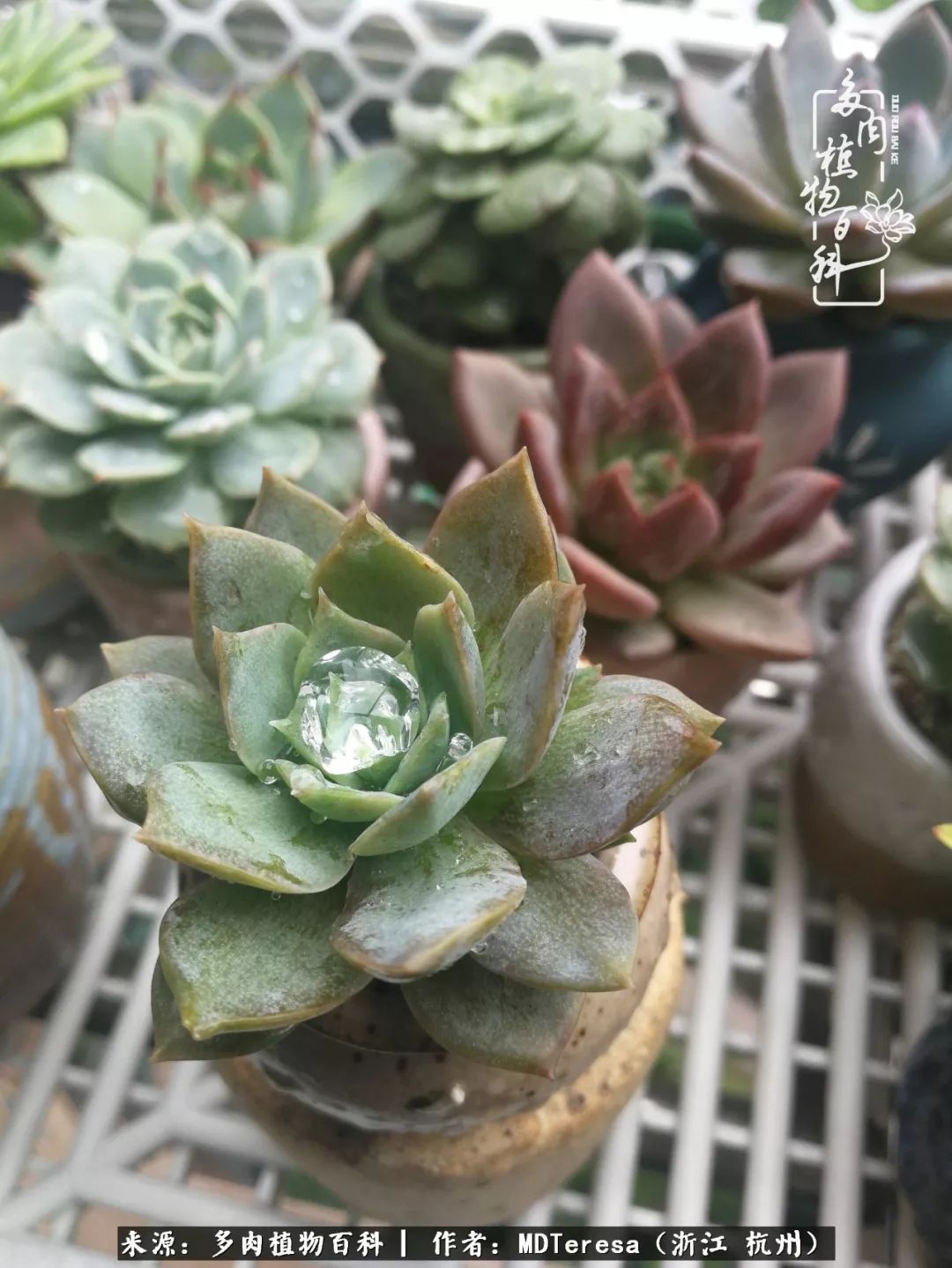 养好能养好的才是王道！期待多肉们的华丽转身