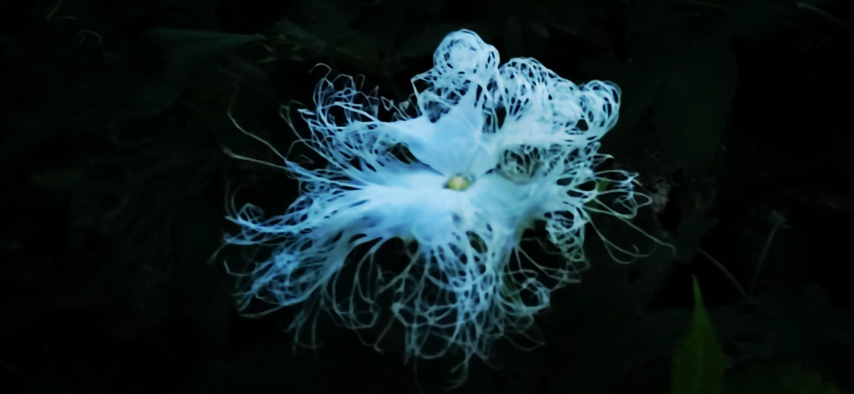 手拍世界作品集402期,2022年世界手机摄影大赛征稿