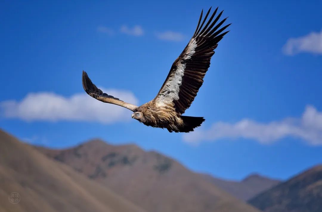 洛克徒步木里到稻城翻的是哪座山,秘境四川甘孜