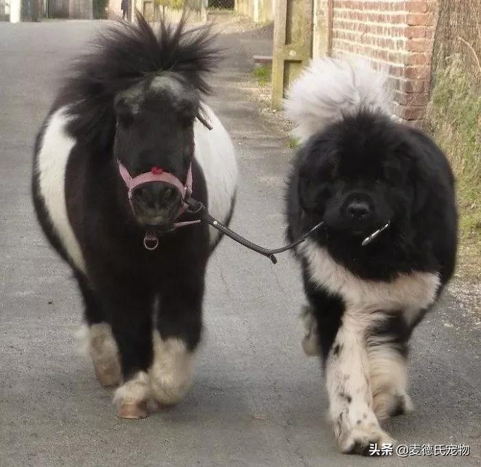 纽芬兰犬好养吗,纽芬兰犬为什么不建议养