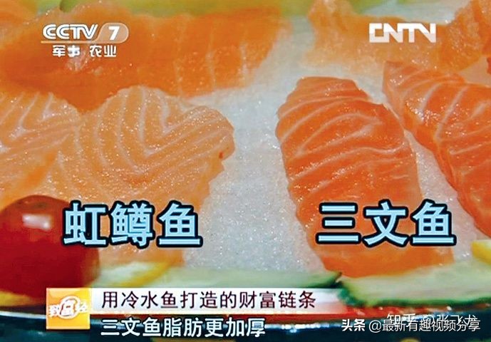 挪威三文鱼养殖环境恶劣纪录片,挪威三文鱼养殖环境恶劣新闻