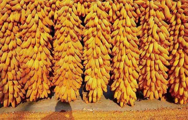 道德经第六十六章全文及译文解释,背诵道德经第六十六章原文及译文