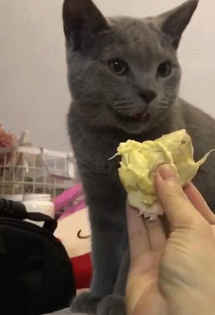 猫一直吐是什么原因引起的,母猫和小猫都呕吐是什么原因