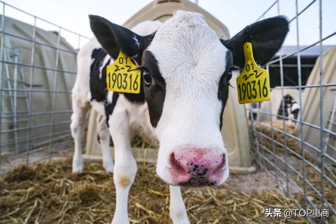 认养一头牛2020年销量,网红品牌认养一头牛的崛起之路