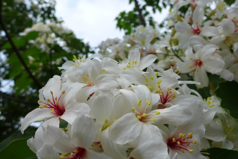 台湾客家桐•趣•游·桐花漫舞·体验客家风情