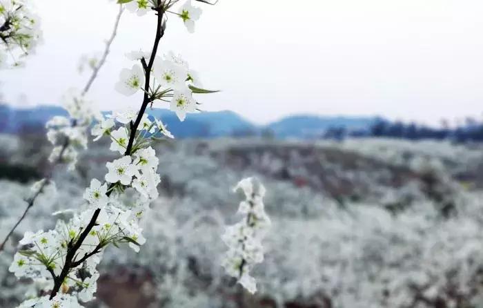 自驾旅游沿着g30高速公路看风景,沿g318去拉萨一路海拔