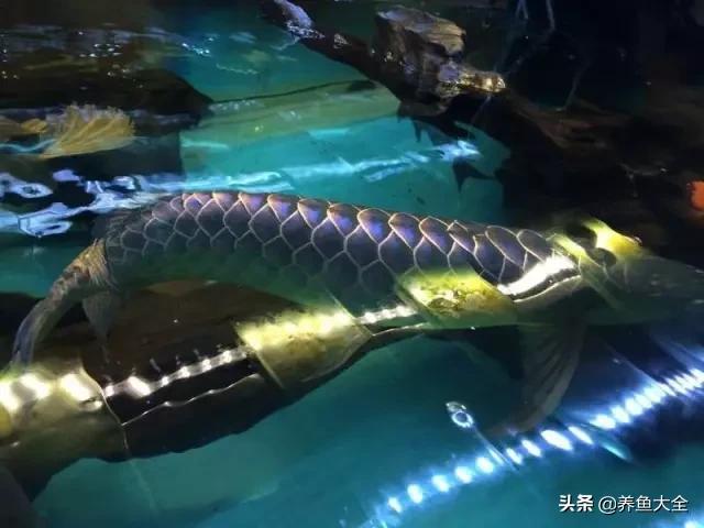 养金龙鱼过程马来西亚,马来西亚养金龙