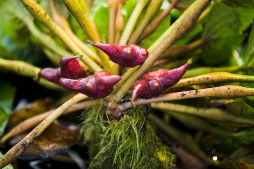 风波不信菱枝弱整首诗意思,风波不信菱枝弱全文