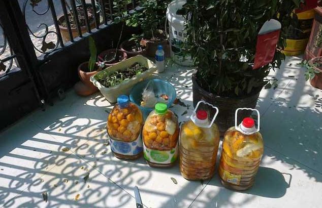 橘子皮泡水养花得泡多长时间,橘子皮怎么泡养花