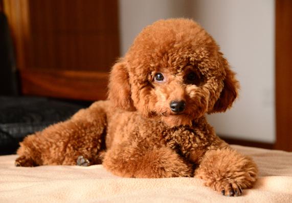 饲养泰迪犬9大经验总结,泰迪犬的饲养方法大全视频播放