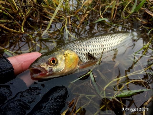 3月份浅水路亚,百闻不如一见美景视频
