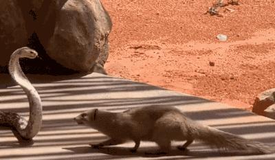 平头哥和蛇獴为什么不怕蛇毒,蛇獴vs平头哥吃蛇哪个厉害