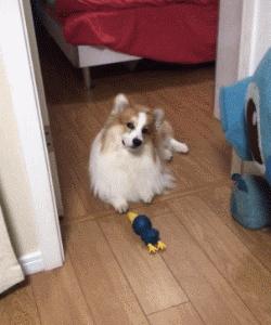 狗狗这么可爱，怎么舍得和它吵架呢？除非忍不住