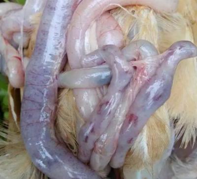 养鸡如何防止球虫,球虫病没有药怎么办